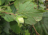 <p>Hazel nut (Corylus avellana)</p>