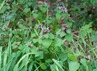 <p>Red Dead Nettle (Lamium purpureum)</p>