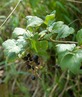 <p>Blackcurrent (<em>Ribes nigrum</em>)</p>
