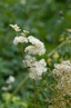 <p>Meadowsweet (Filipendula ulmaria)</p>