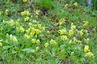 <p>Cowslip (Primula veris)</p>