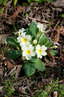 <p>Primrose (Primula vulgaris)</p>