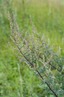 <p>Mugwort (Artemisia vulgaris)</p>