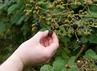 <p>Bramble (Rubus fruticosus)</p>