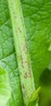 <p>Hemlock stem (Conium maculatum)</p>