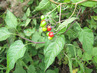 <p>Bittersweet (Solanum dulcamara)</p>