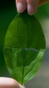dogwood latex from leaf