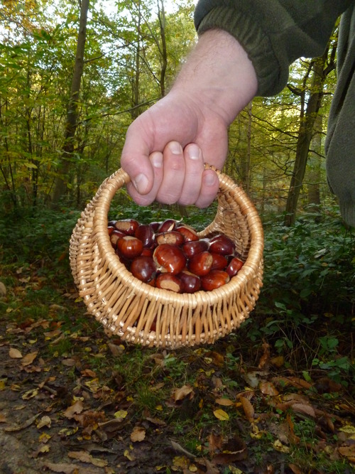 Chestnuts in a basket
