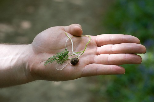 Pignut leaves and root