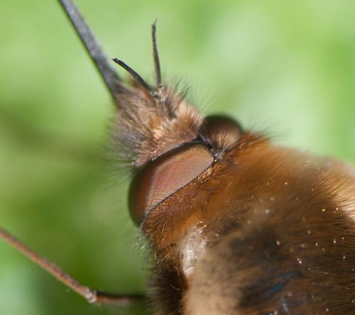 Beefly eyes
