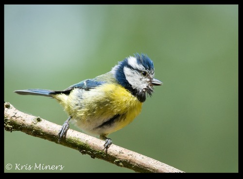 BLUE TIT HANDHELD WITH THE NIKON 600MM LENS