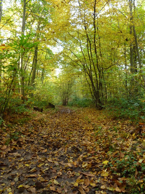Chestnut woodland