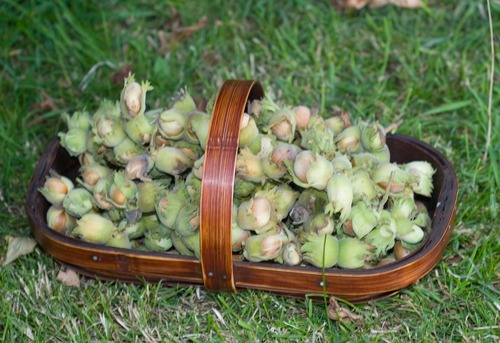 Basket full of Hazelnuts