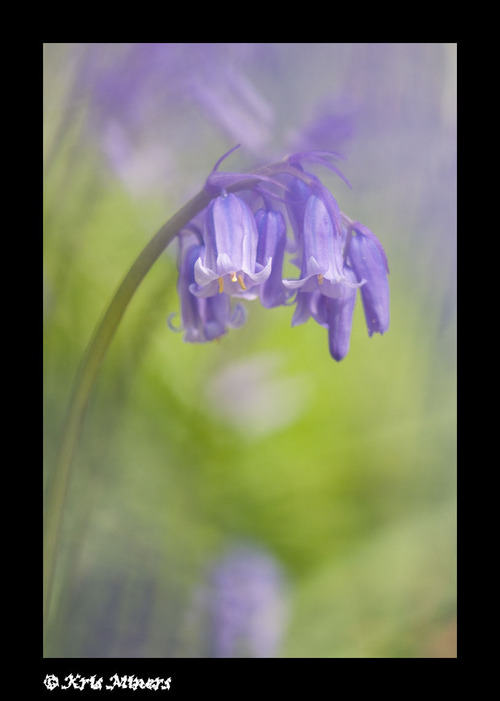 Hanging Bluebell Flowers