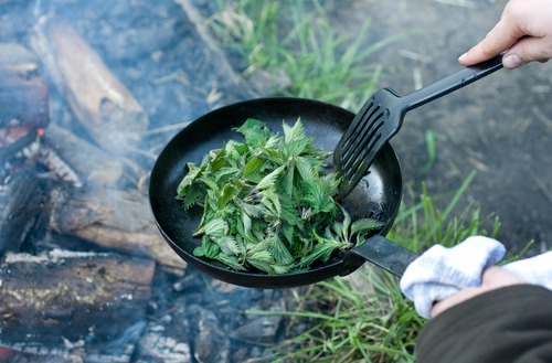 Cooking Nettles