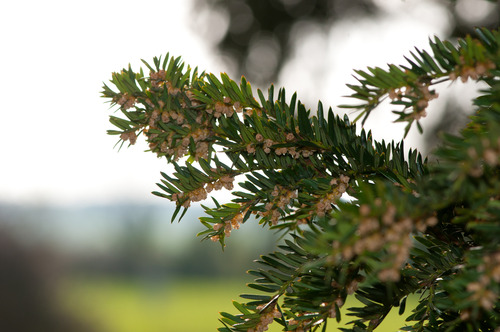  yew Taxus baccata
